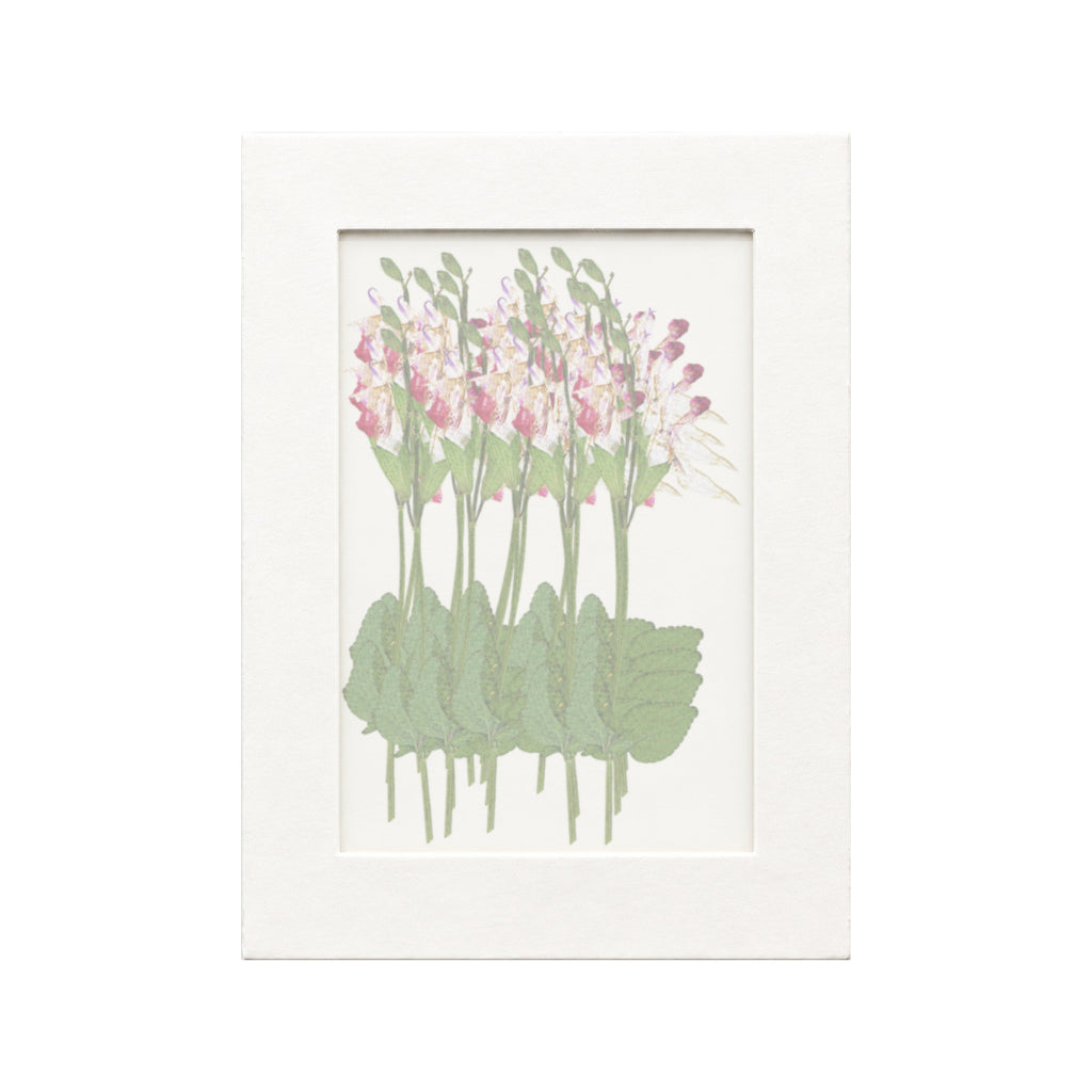 20 pressed Salvia stems in pink and white beneath translucent tracing paper