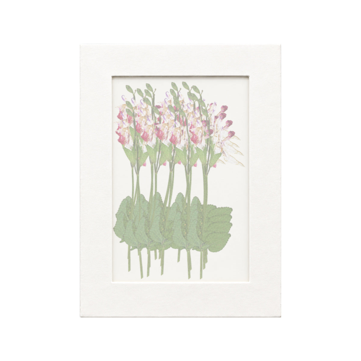 20 pressed Salvia stems in pink and white beneath translucent tracing paper