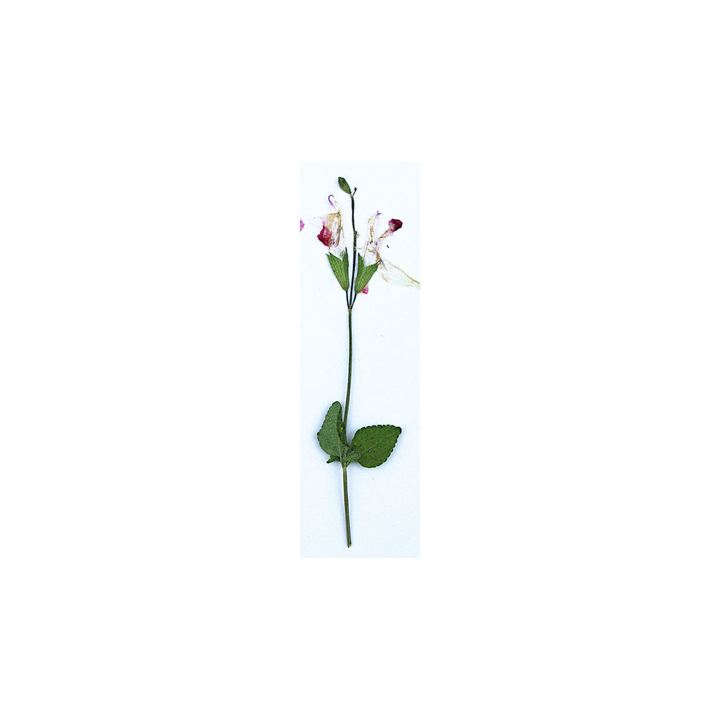A pressed Salvia stem in pink and white with its natural shape and texture