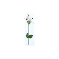 A pressed Salvia stem in pink and white with its natural shape and texture