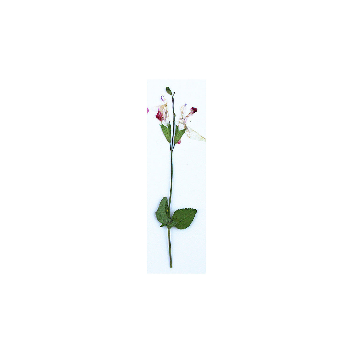 A pressed Salvia stem in pink and white with its natural shape and texture