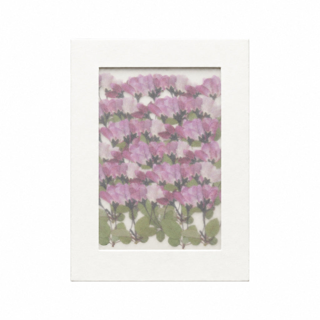 Pressed Flower Crabapple Blossom, Pink, 30 pieces in white kraft packaging beneath translucent tracing paper