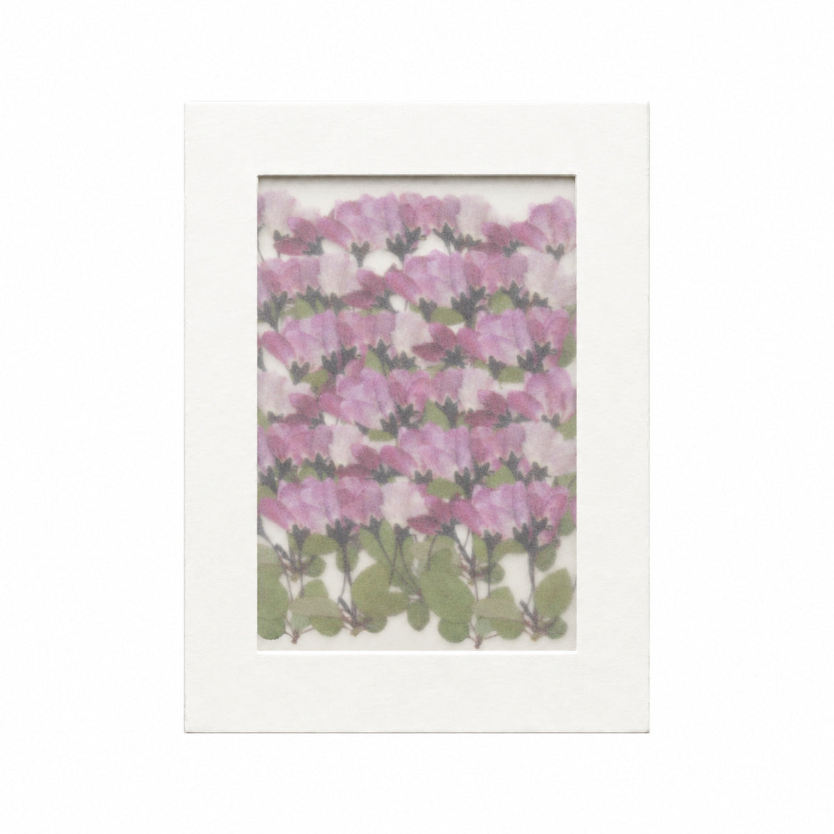 Pressed Flower Crabapple Blossom, Pink, 30 pieces in white kraft packaging beneath translucent tracing paper