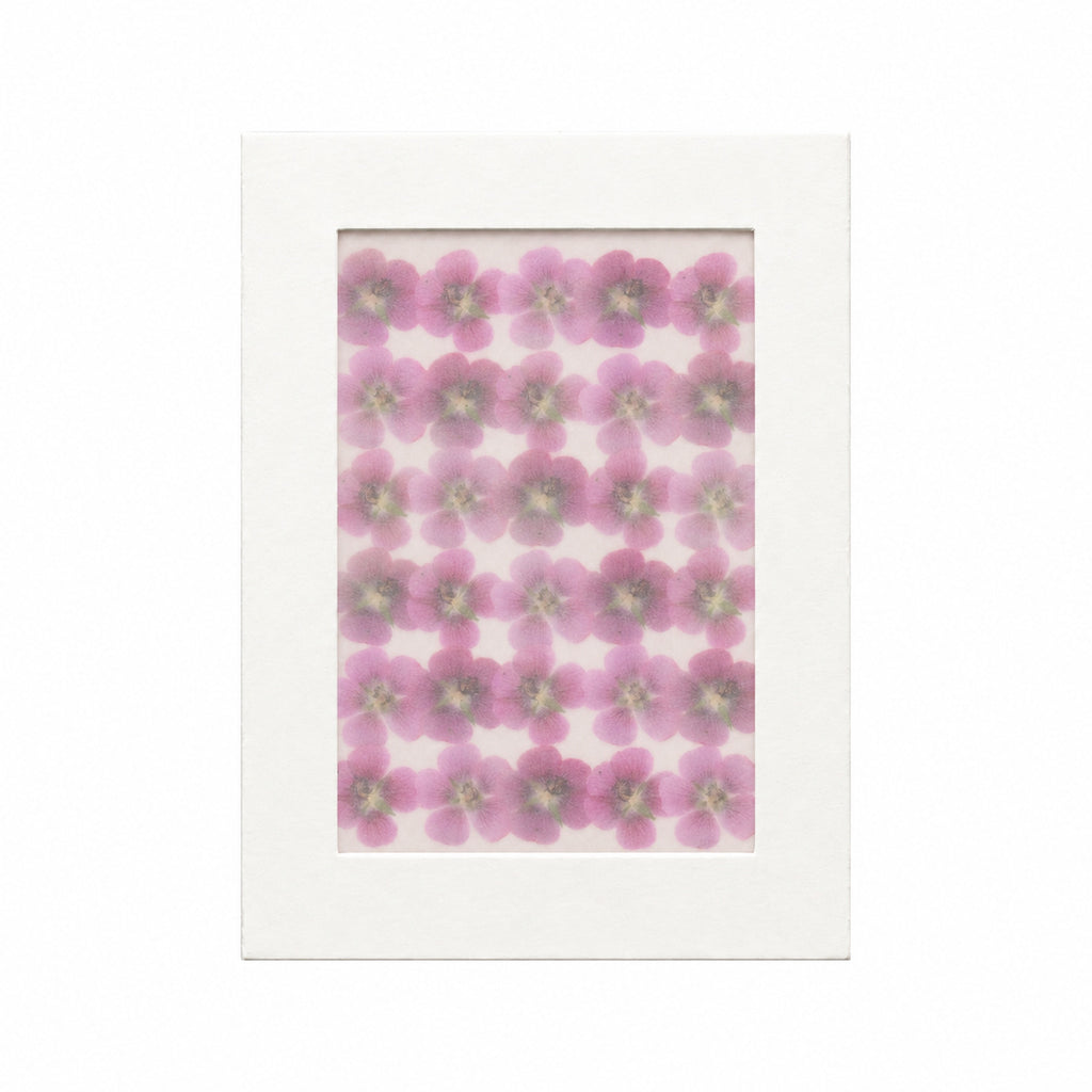 Pressed Flower Cape Mallow, Pink, 30 pieces in white kraft packaging beneath translucent tracing paper