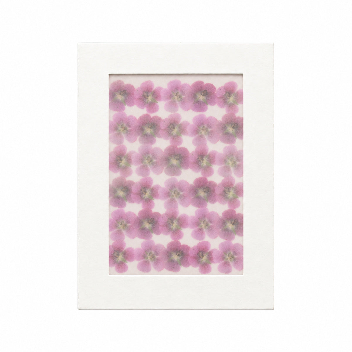 Pressed Flower Cape Mallow, Pink, 30 pieces in white kraft packaging beneath translucent tracing paper