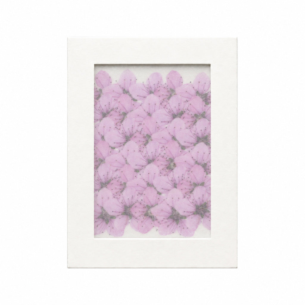 Pressed Flower Peach Blossom, Pink, 30 pieces in white kraft packaging beneath translucent tracing paper