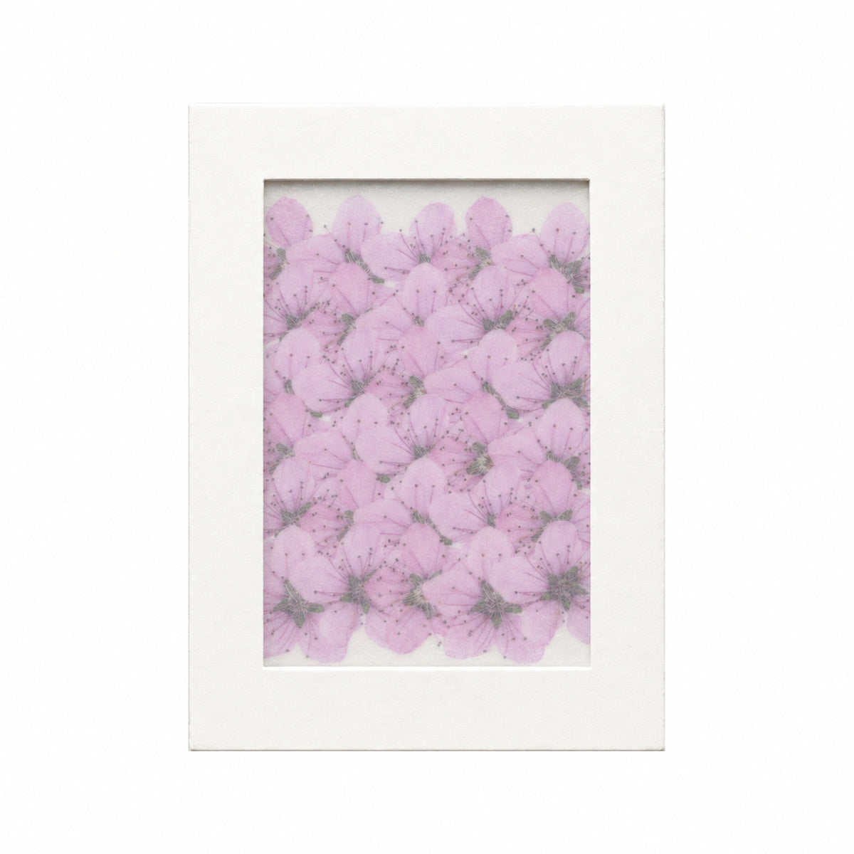 Pressed Flower Peach Blossom, Pink, 30 pieces in white kraft packaging beneath translucent tracing paper
