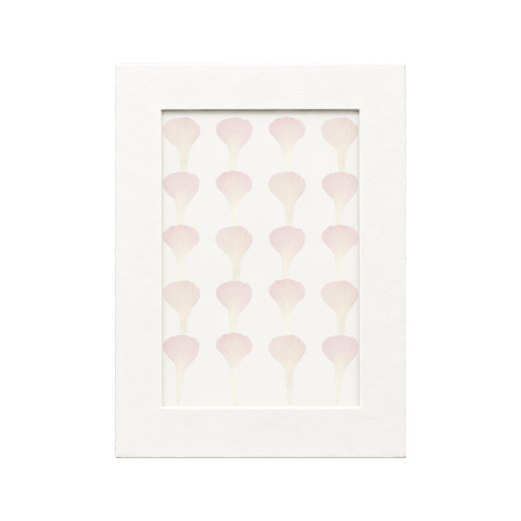 20 pressed Carnation Petals pieces in pink beneath translucent tracing paper