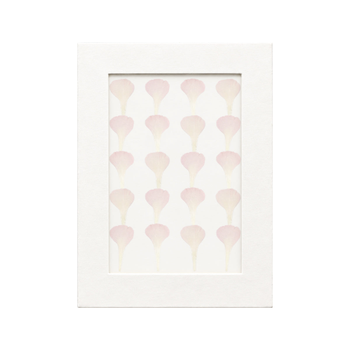 20 pressed Carnation Petals pieces in pink beneath translucent tracing paper