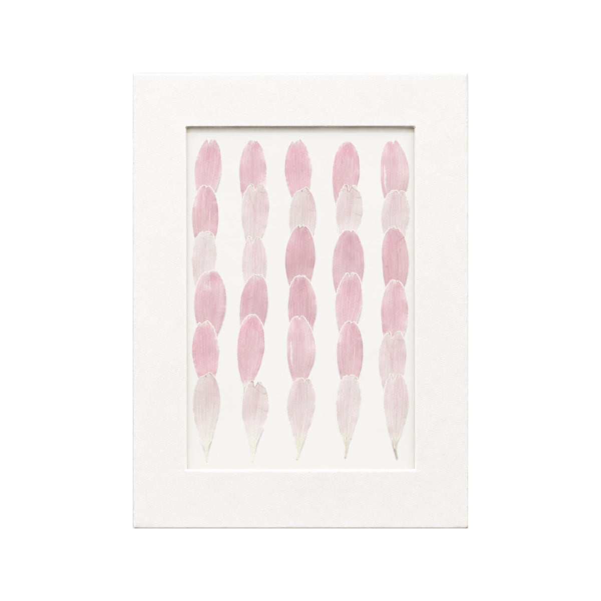 30 pressed Gerbera Petals pieces in pink beneath translucent tracing paper