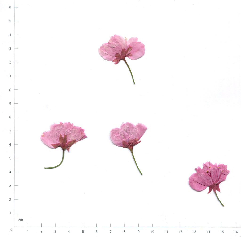 Pink pressed flower cherry blossom with stems on a measurement grid