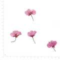 Pink pressed flower cherry blossom with stems on a measurement grid