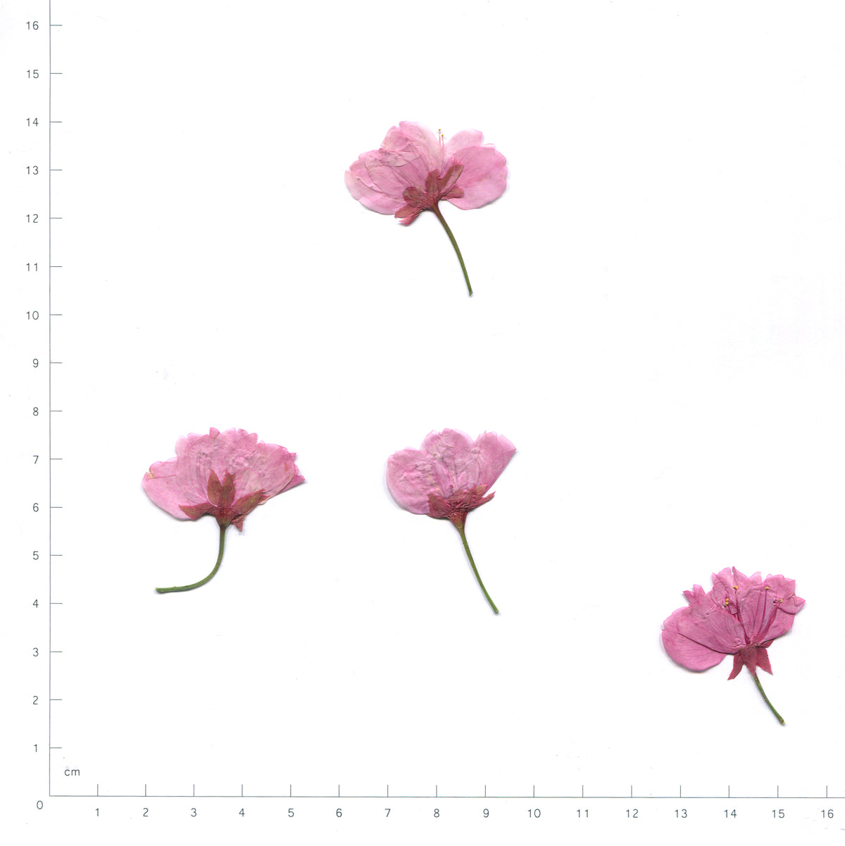 Pink pressed flower cherry blossom with stems on a measurement grid