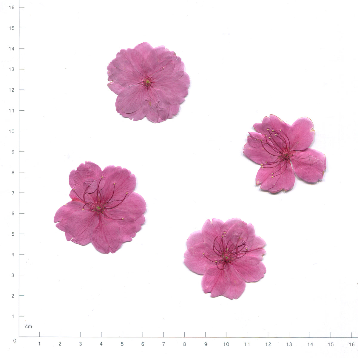 Pink pressed flower cherry blossom on a measurement grid