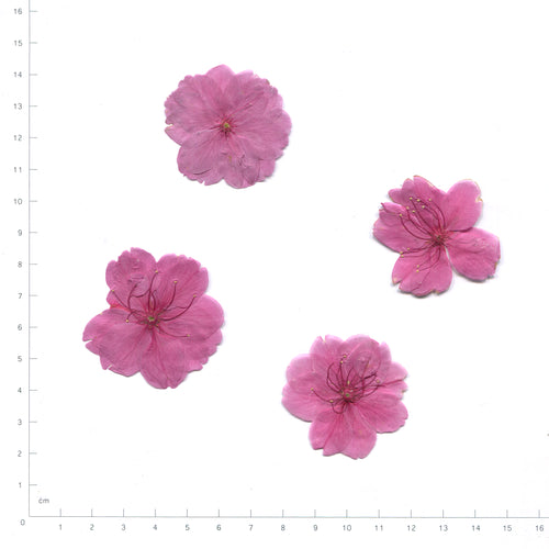 Pink pressed flower cherry blossom on a measurement grid