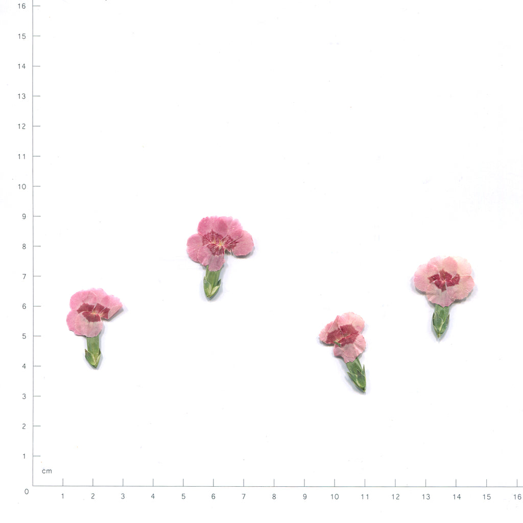 Natural pink dianthus flower heads on a measurement grid