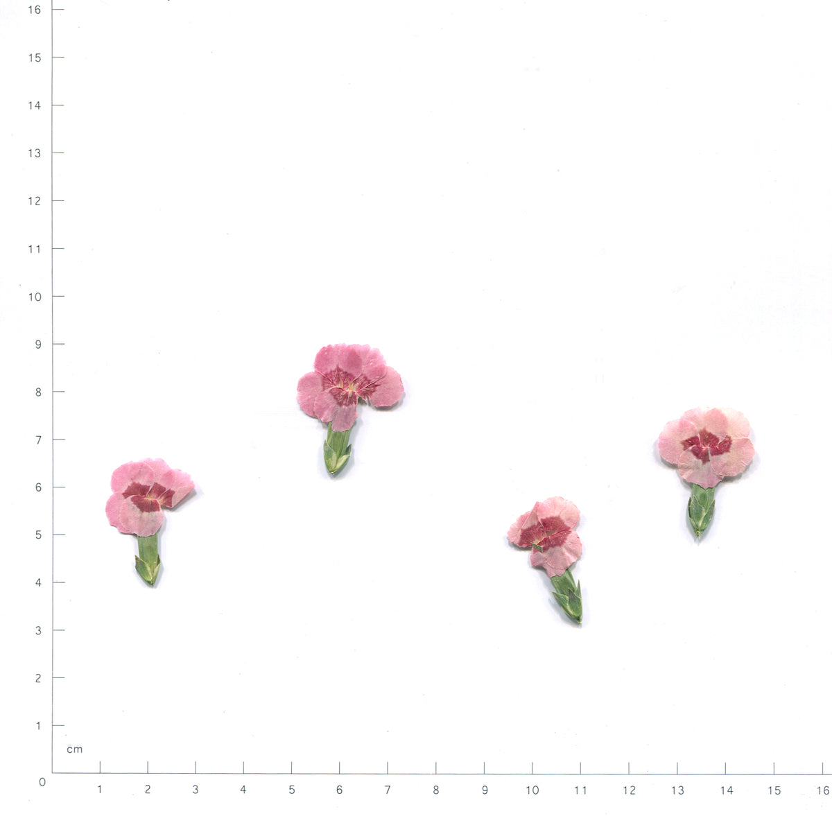 Natural pink dianthus flower heads on a measurement grid