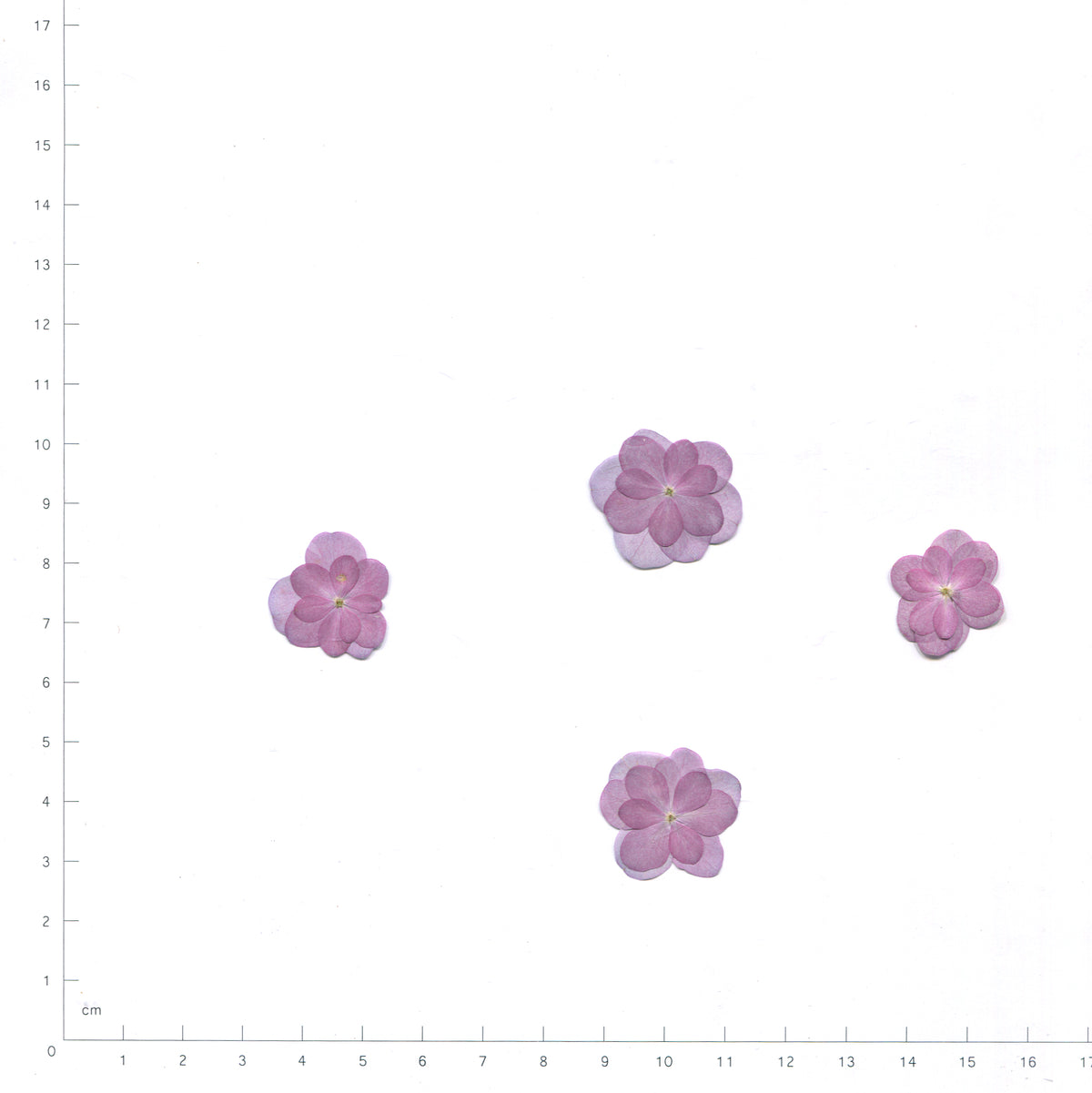 Pink pressed flower double hydrangea on a measurement grid