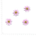 Pink pressed flower daisy on a measurement grid