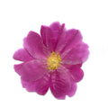 Natural magenta peony flower heads on a white background
