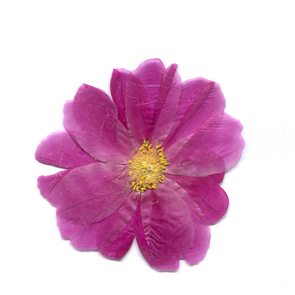 Natural magenta peony flower heads on a white background