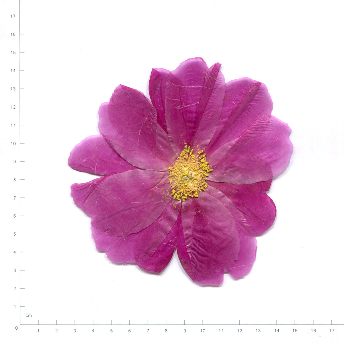 Natural magenta peony flower heads beside a measurement scale