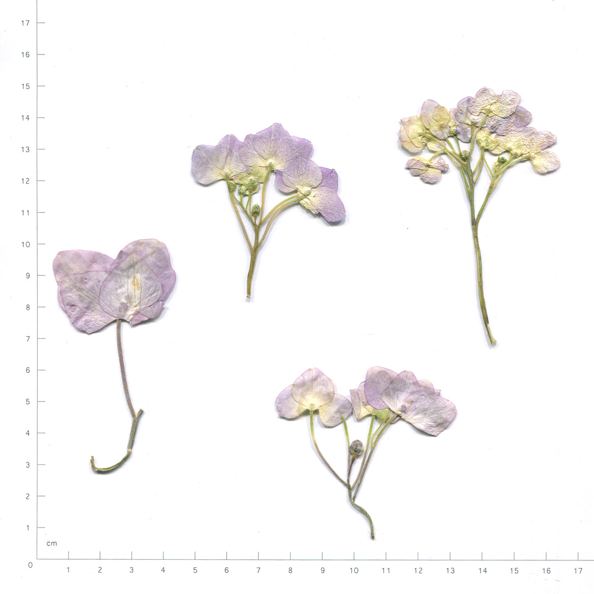 Purple pressed flower hydrangea with stems on a measurement grid