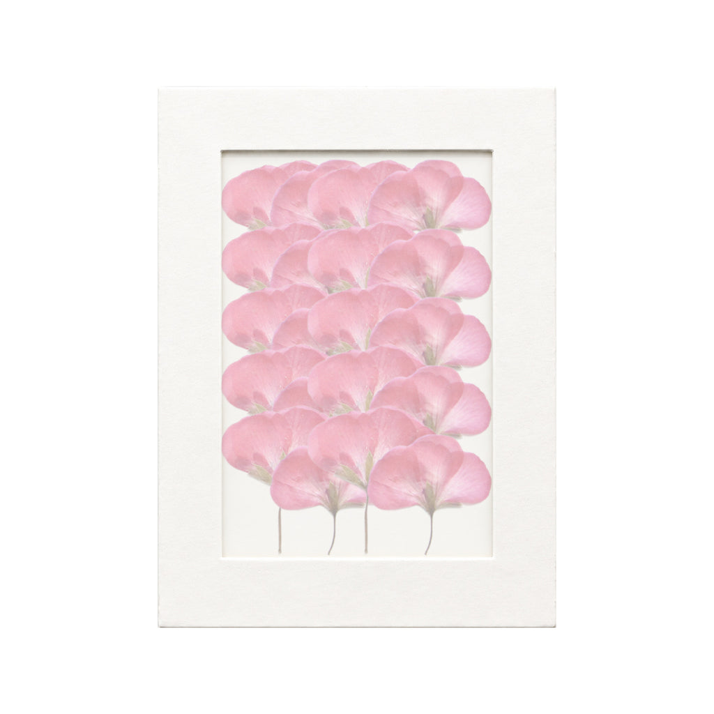 20 pressed Geranium pieces in pink red beneath translucent tracing paper