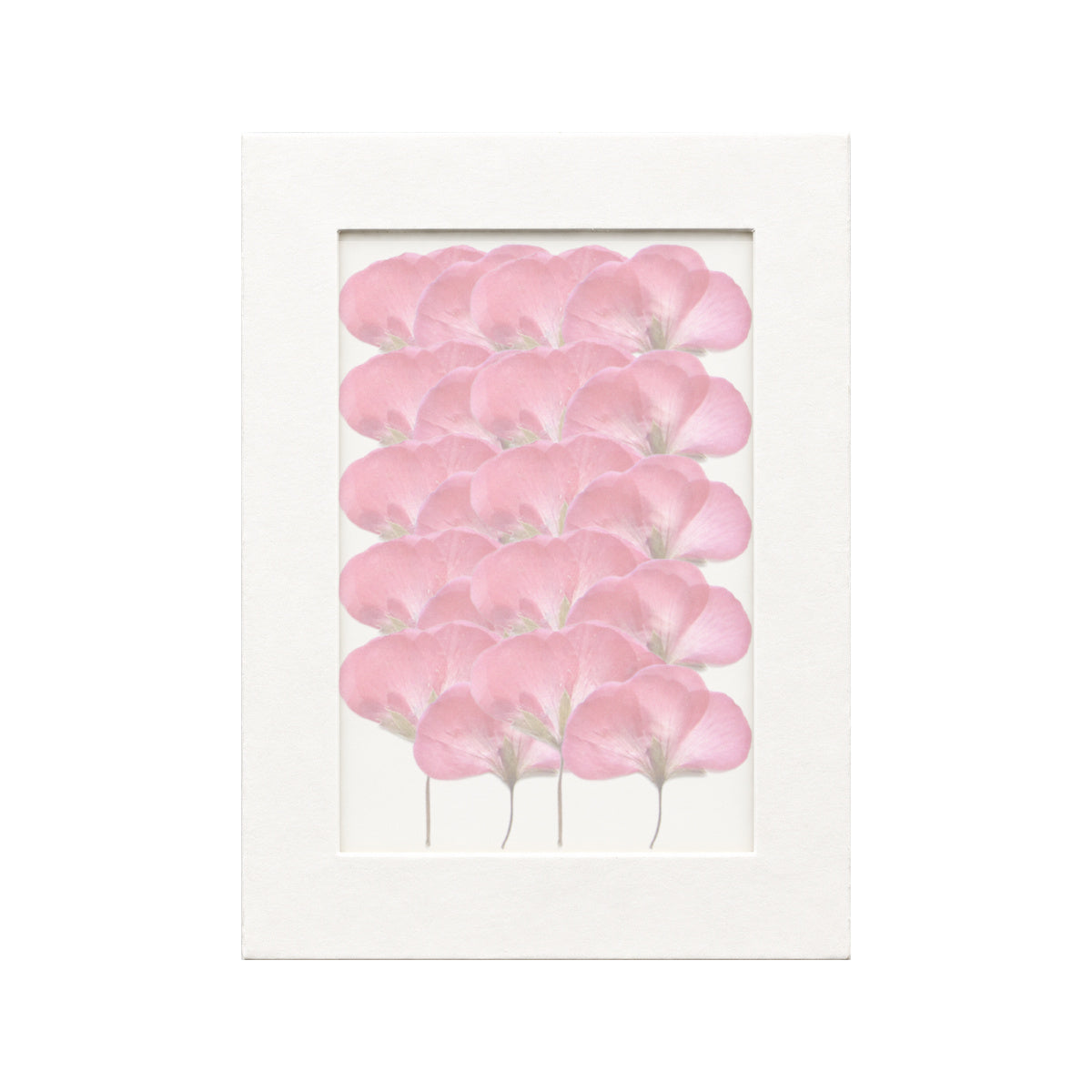 20 pressed Geranium pieces in pink red beneath translucent tracing paper