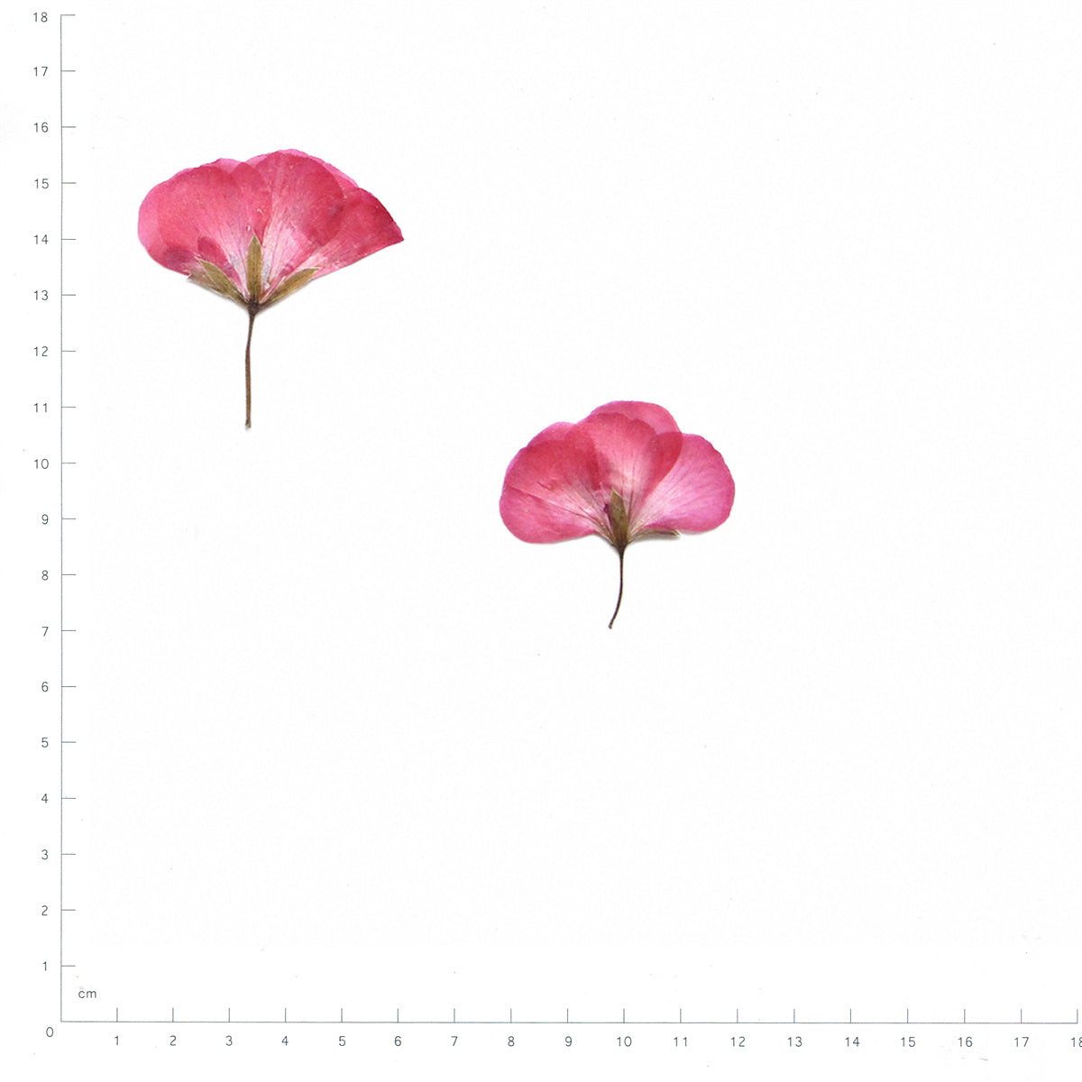 Pressed Geranium specimens in pink red with their natural shape and texture