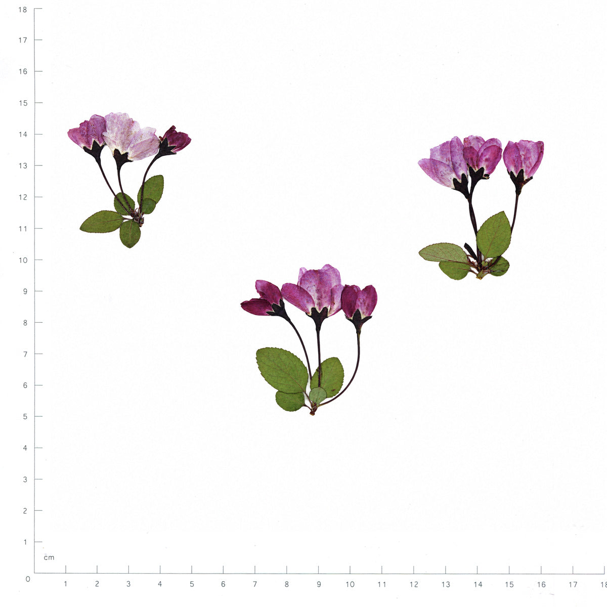 Pressed Flower Crabapple Blossom, Pink beside an 18 cm ruler