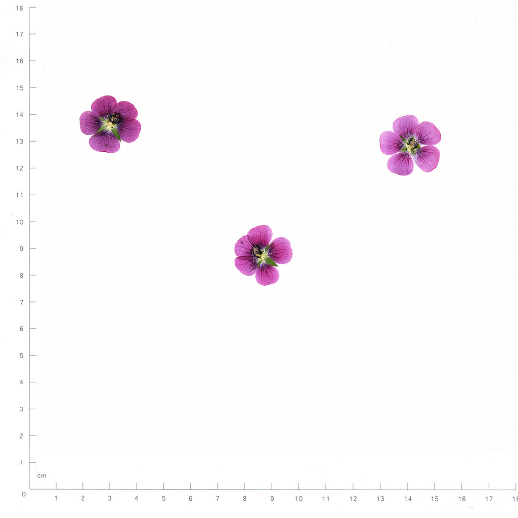 Pressed Flower Cape Mallow, Pink beside an 18 cm ruler