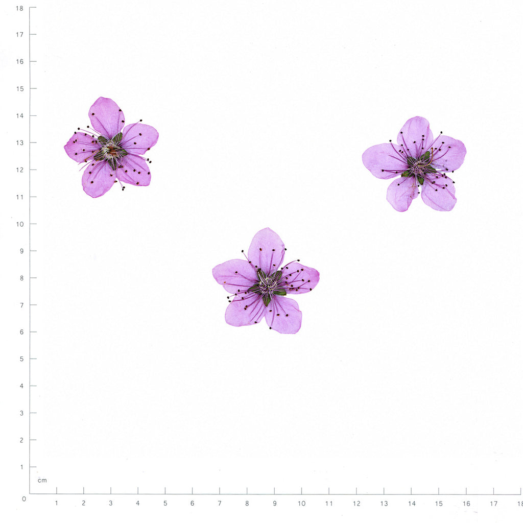 Pressed Flower Peach Blossom, Pink beside an 18 cm ruler