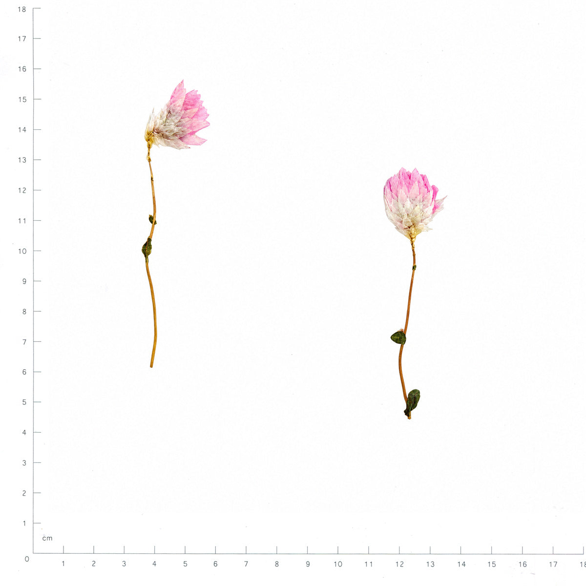 Pressed Flower Paper Daisy, Pink beside a 180 mm ruler