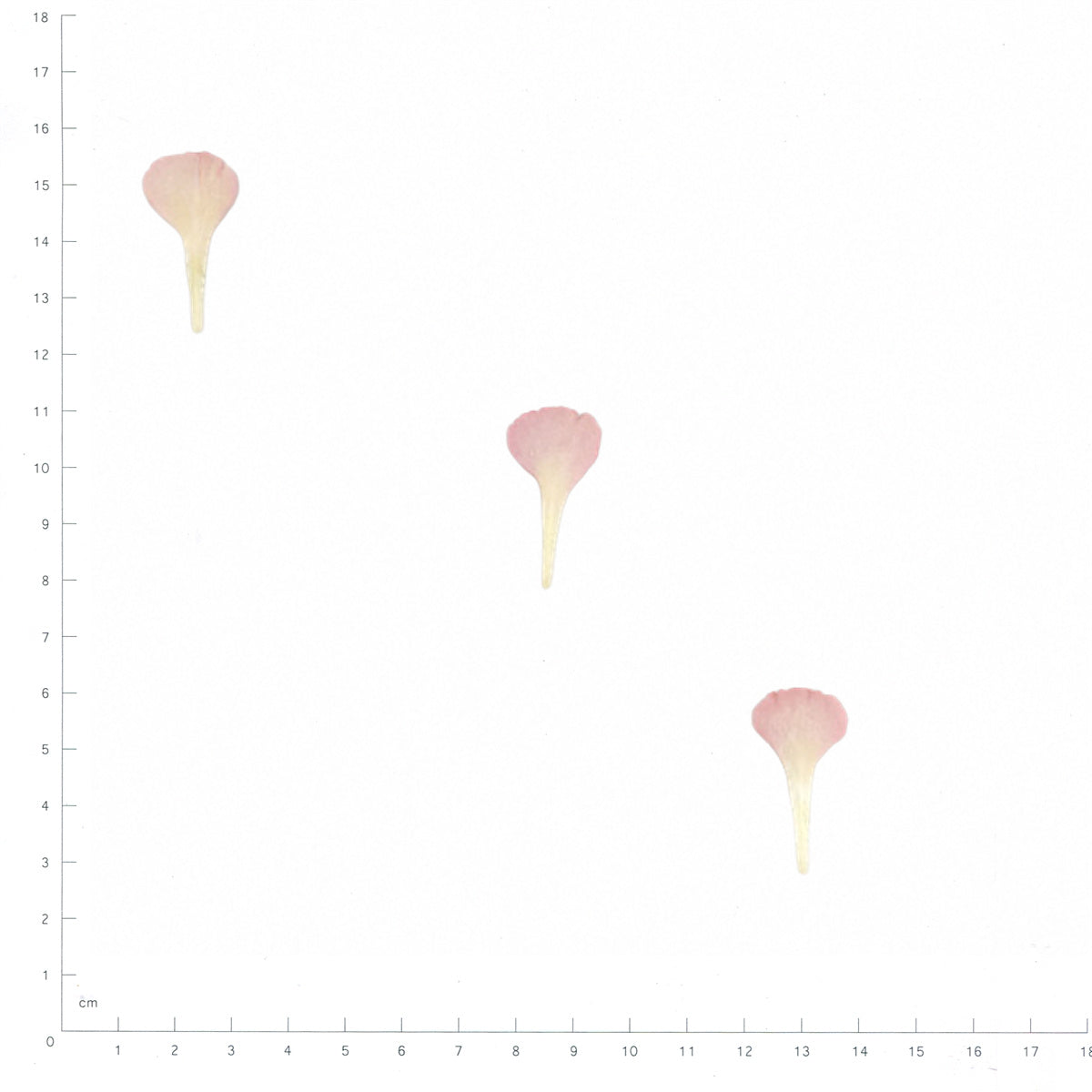 Pressed Carnation Petals specimens in pink with their natural shape and texture