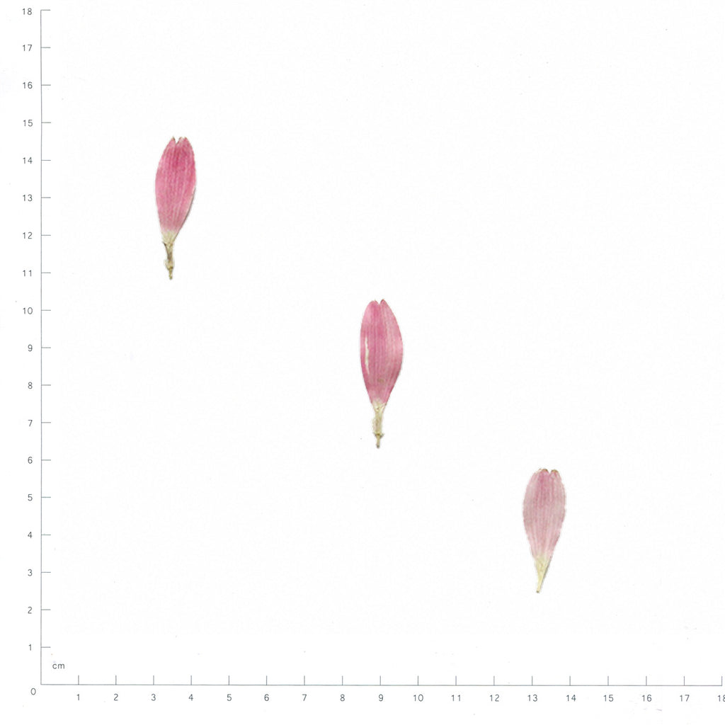 Pressed Gerbera Petals specimens in pink with their natural shape and texture