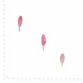 Pressed Gerbera Petals specimens in pink with their natural shape and texture