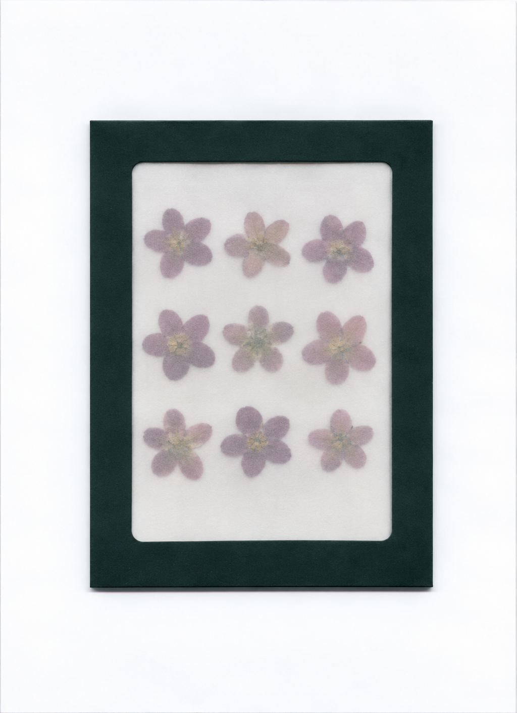 Pressed Flower Blue Star packaging with a dark green border and translucent front