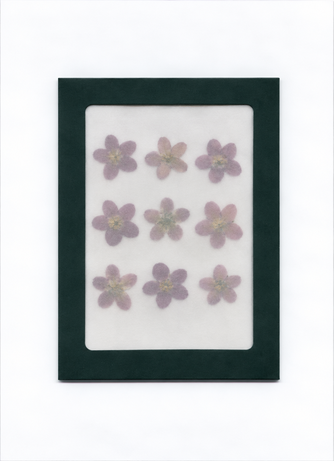 Pressed Flower Blue Star packaging with a dark green border and translucent front