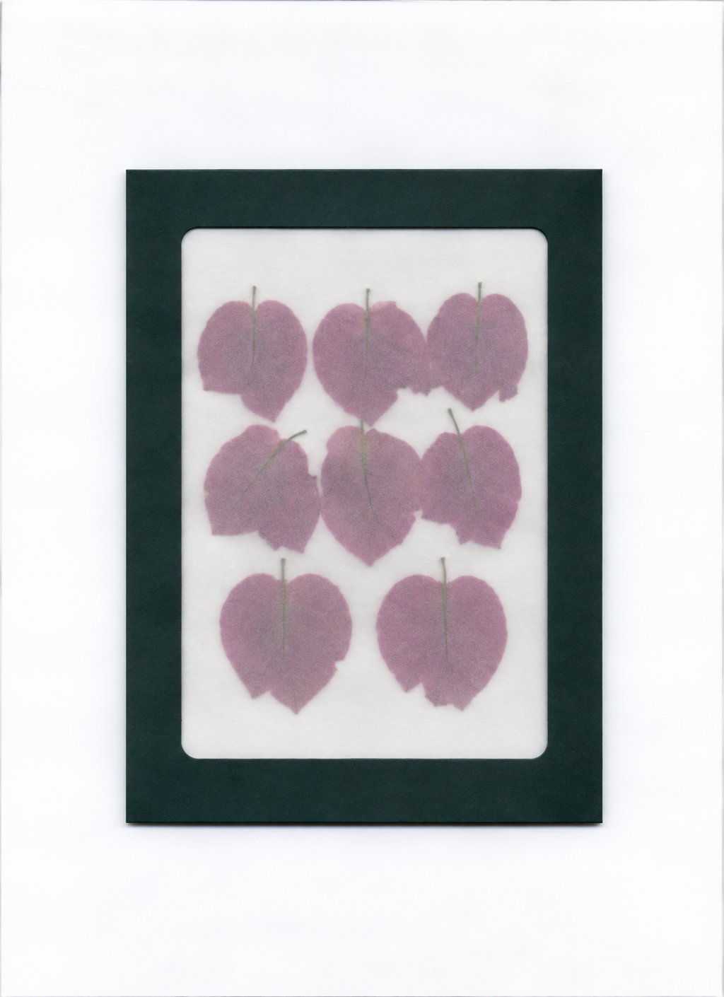 Pressed Flower Bougainvillea packaging with a dark green border and translucent front