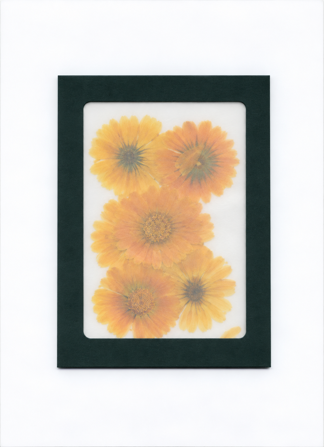Pressed Flower Calendula packaging with a dark green border and translucent front