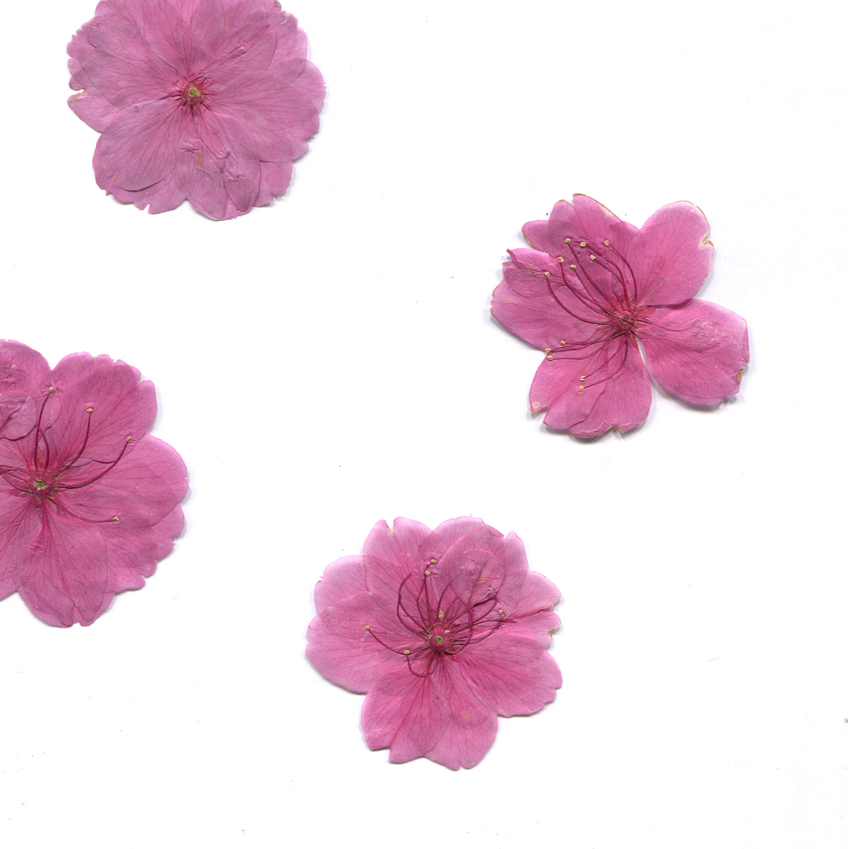 Pressed cherry blossom in natural colors