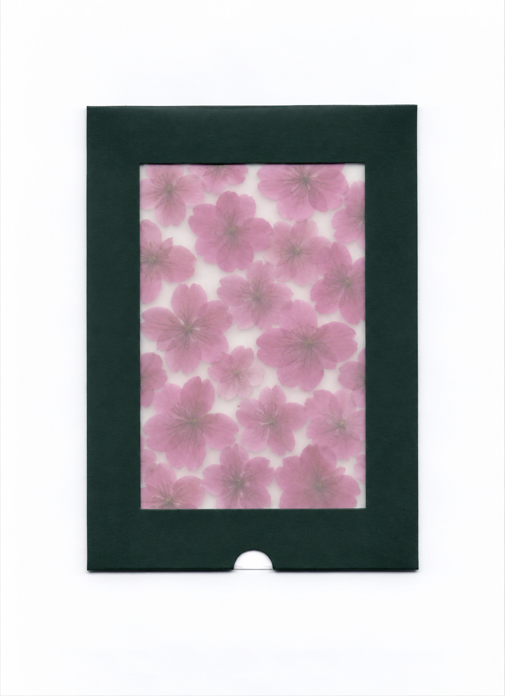 Pressed Flower Cherry Blossom in a dark green windowed package