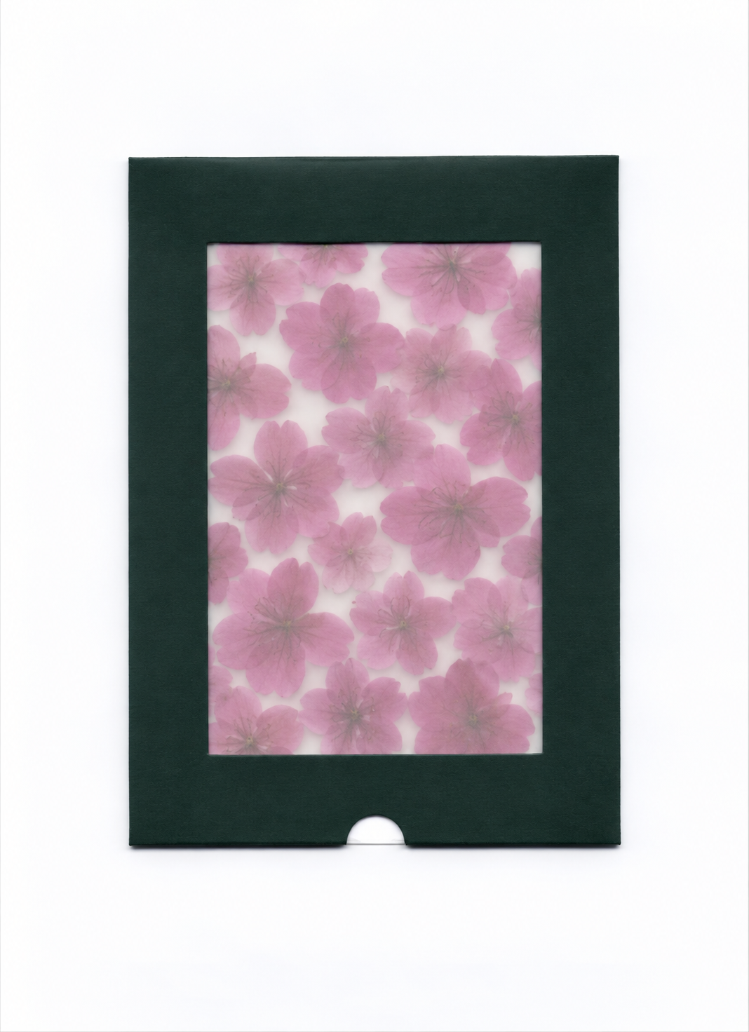 Pressed Flower Cherry Blossom in a dark green windowed package