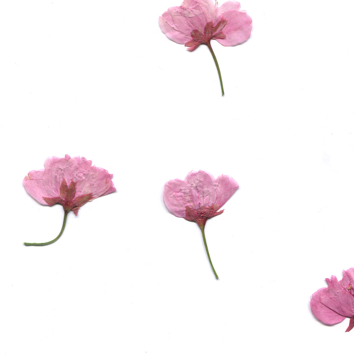 Pressed cherry blossom with stems in natural colors