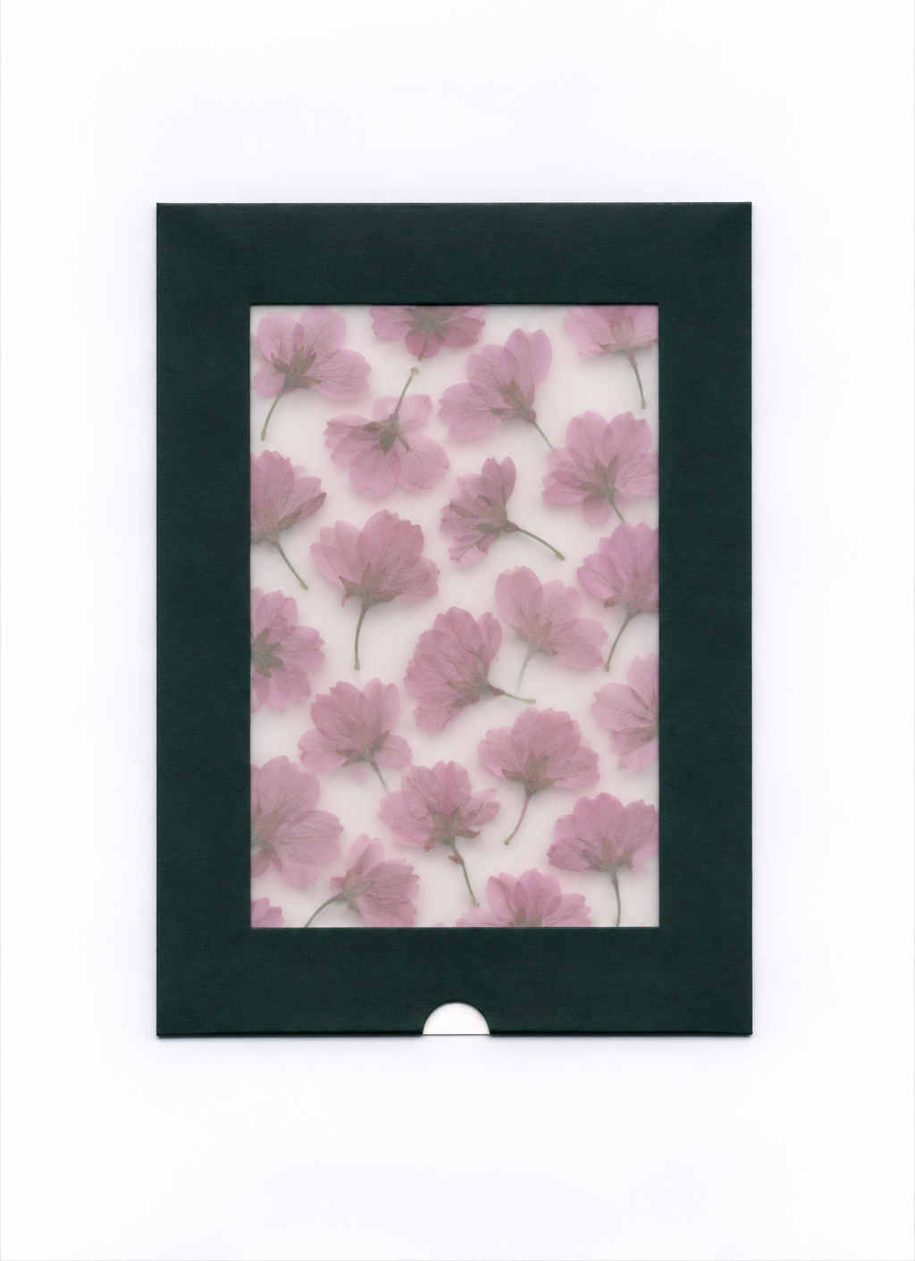 Pressed Flower Cherry Blossom with Stems in a dark green windowed package