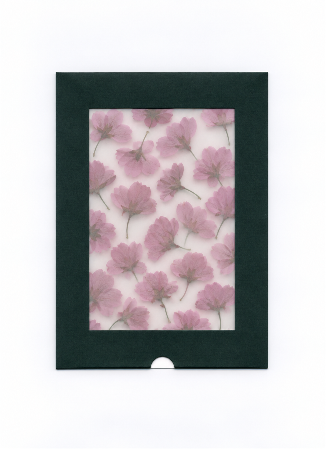 Pressed Flower Cherry Blossom with Stems in a dark green windowed package
