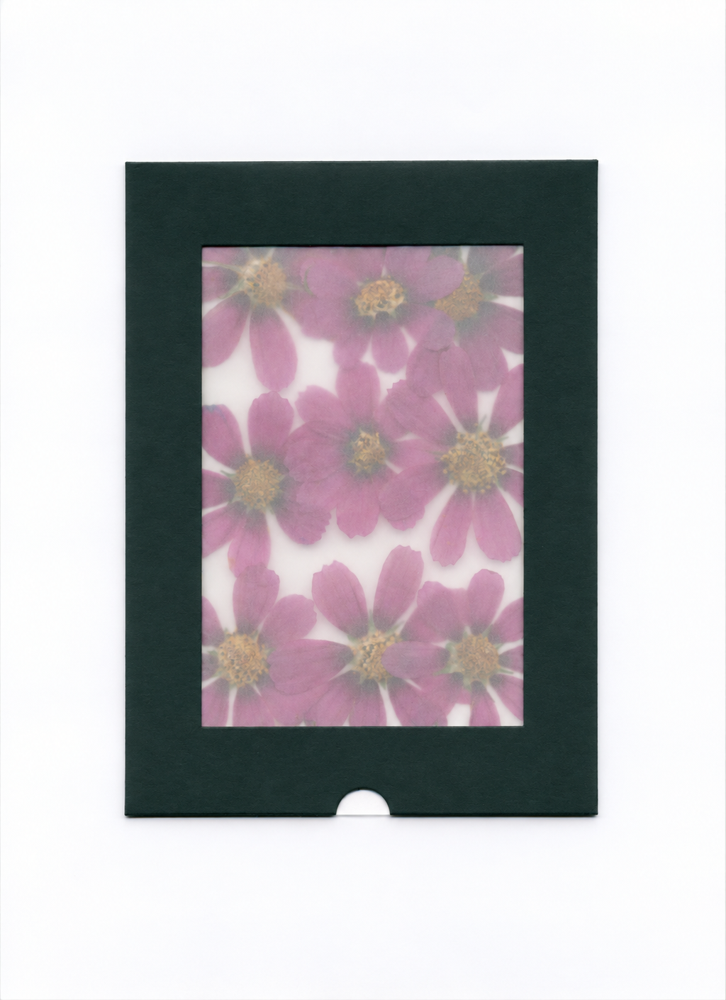 Purple pressed cosmos flower heads in dark green window packaging