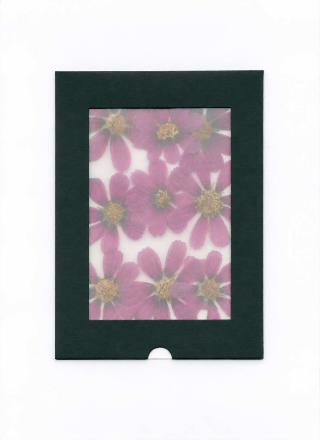 Purple pressed cosmos flower heads in dark green window packaging
