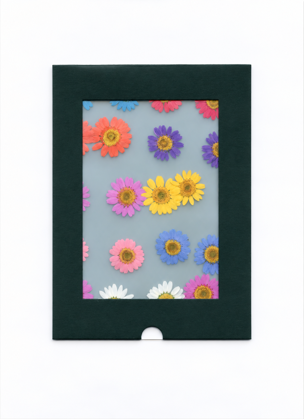 Pressed Flower Daisy — Mix flower heads in dark green window packaging